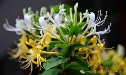 麦芽的功效与作用及食用方法-麦芽连翘的功效与作用及禁忌症-连翘麦芽香附,中国麦芽连翘的功效与作用及禁忌网站
